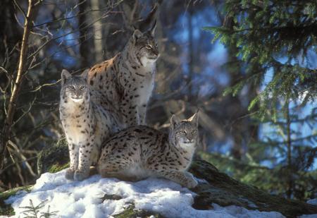 --- Le lynx ---